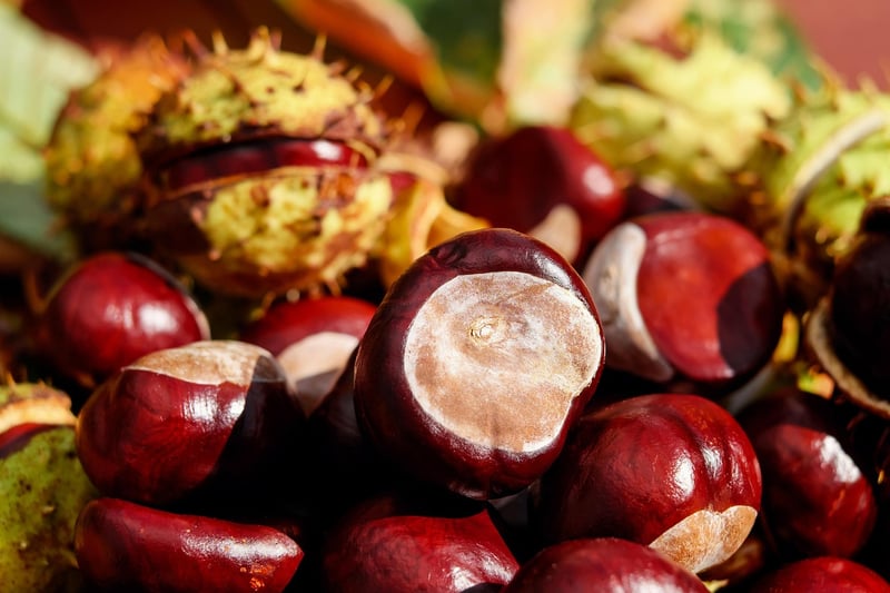 Trail Mix